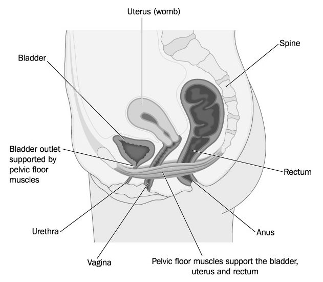 Pelvic floor muscles bw